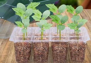 amazon seed starter kit 2023 1 1677097143 1677097143