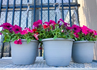 hanging flower baskets on ire shelf