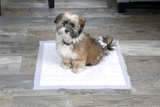 A dog sitting on a dog pad in a home