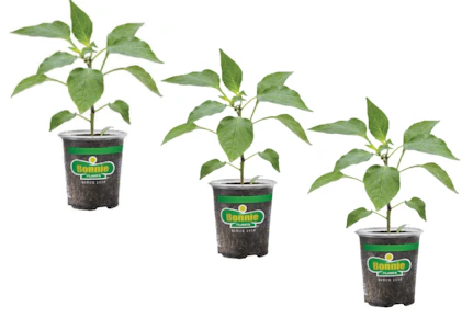 3 Bonnie Pepper Plants