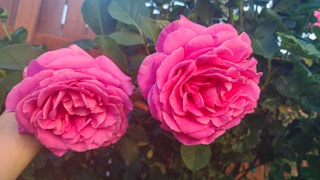 rose-plant-hsn-2023rose-plant-hsn-2023