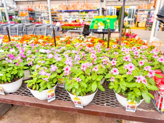 Lowes-1-gal-bowl-planters-2