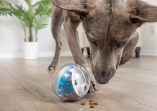 a dog playing with a rolling treat ball in a room