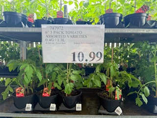 costco-plants-tomato-3-pack