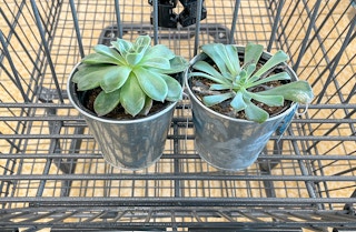 live succulents in a tin can in a cart at aldi