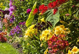 Bees and Butterflies Collection With 100 Flower Bulbs, $22 Shipped card image