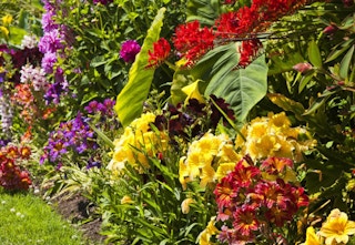 daily steals flowers