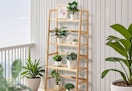 plants and decor sitting on a 4-tier bamboo ladder shelf 