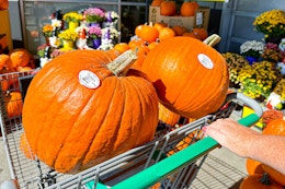 pumpkins in shopping cart