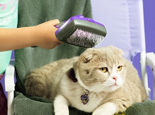 amazon pet brush 2022 2 1651517668 1651517668