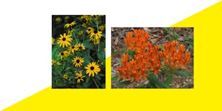 free flower seed packs 2023 1675961091 1675961091