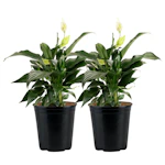 Peace Lily House Plant 2-Pack