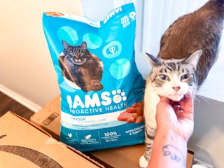 a cat standing next to a bag of iams cat food thats by an amazon box