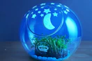 amazon Light-Up Terrarium Kit