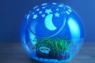 amazon Light-Up Terrarium Kit