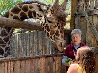 a child feeding a giraffe at the zoo