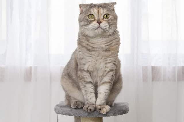 Cat Scratching Post Only $17.99 With Amazon Promo Code (Reg. $36) card image