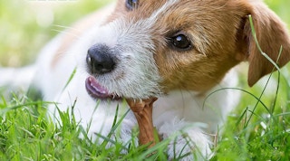 amazon-Nylabone-chew-treat-2022-screenshot