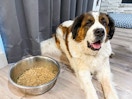 a large dog sitting by a large bowl of dog food