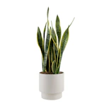 Sansevieria Snake Plant