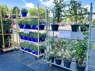 costco-plant-lavender-trellis