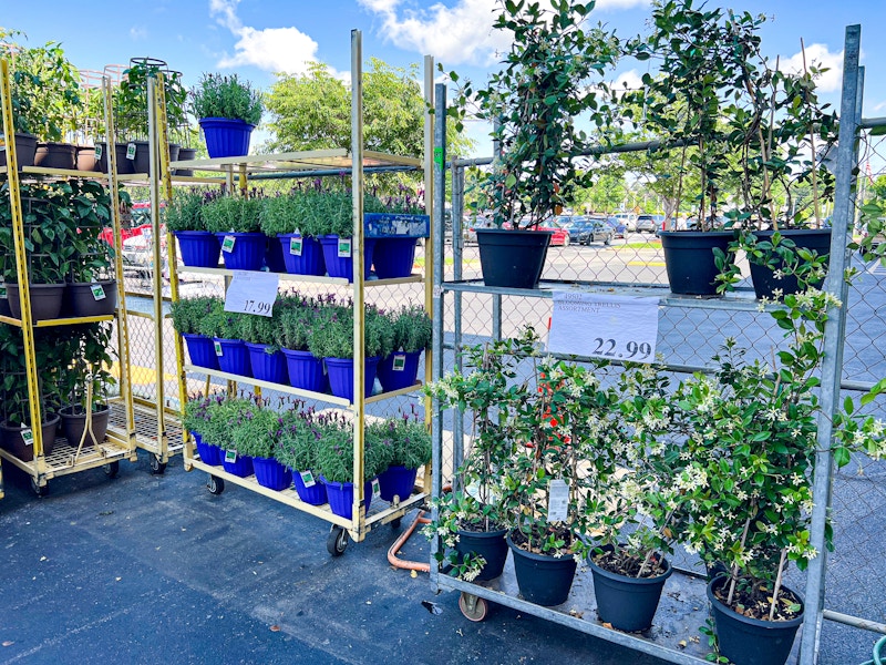 costco-plant-lavender-trellis