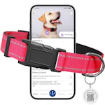 Personalized Dog Collar
