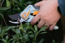 a person pruning bushes