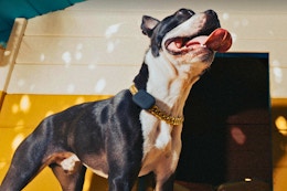 ollie fi mini gps tracker