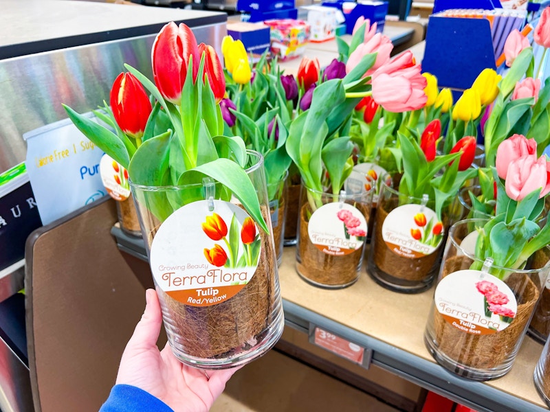 aldi-tulips-in-glass-vase-2