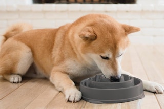 a dog eating out of a grey slow feeder bowl on a wooden floor