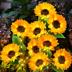 Sunflower Solar Lights