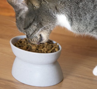 cat-food-bowl-amazon