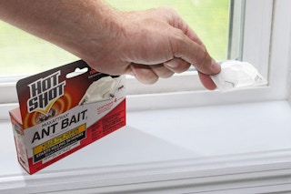 Hot Shot ant bait