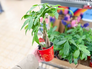 aldi-money-tree