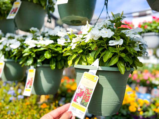 Lowe’s Memorial Day Sale: Hanging Flower Baskets, as Low as $8 Each card image