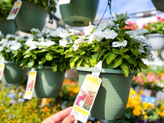 Close up of Hanging Flower Basket in outdoor garden center at Lowe's
