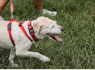 a dog wearing an airtag holder