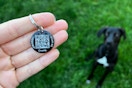 crumb smart pet tag