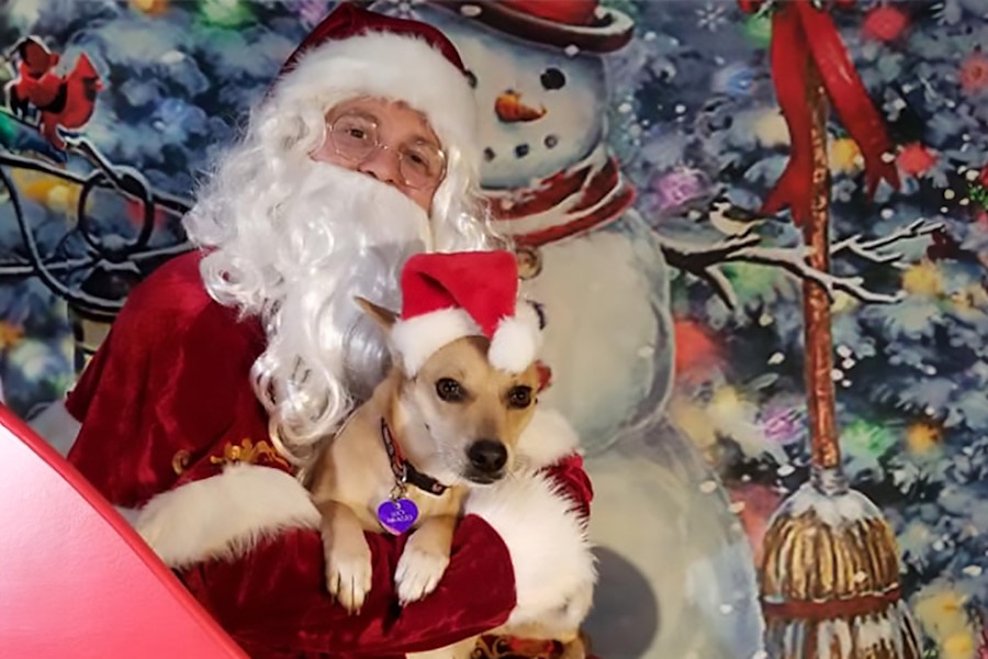 a dog taking a photo with santa