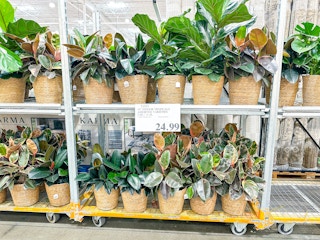 costco-tropical-indoor-plants-2