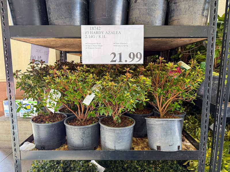 azalea plants costco