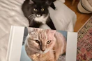 Custom Hardcover Photo Book Cat