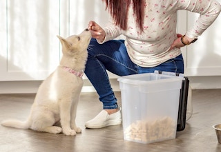 food container next to puppy