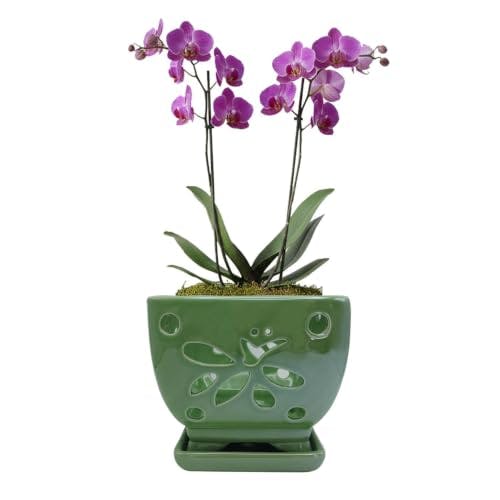 Orchid Pot