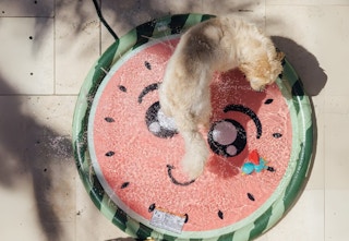 BarkBox Splash Pad