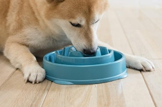 dog bowl