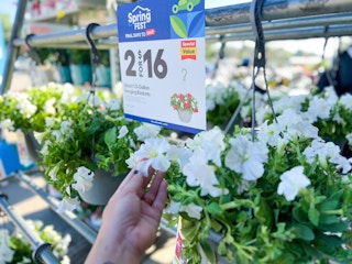 hanging flower baskets lowes 2023 2 1681394697 1681394697