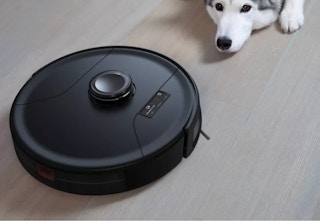 dog laying down looking at the black Bobsweep robot vacuum