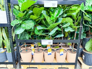 sams-club-plants-4